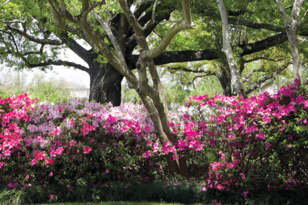 Holly Hall garden full of beautiful flowers.